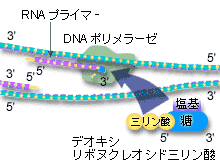 さらに拡大