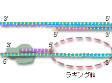 ラギング鎖について