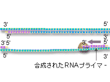 RNAプライマーの合成