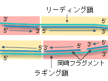 リーディング鎖とラギング鎖