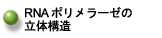 RNAポリメラーゼの立体構造