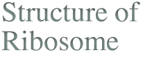 Structuer of Ribosome