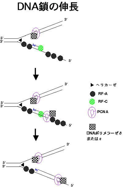 DNA鎖の伸長
