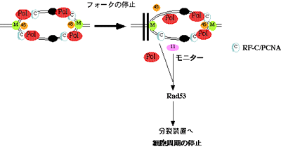 S期と細胞周期チェックポイントとの関係