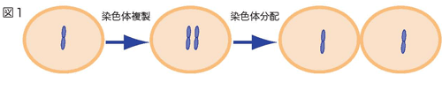 染色体分配