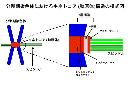 分裂期染色体におけるキネトコア（動原体）構造の模式図