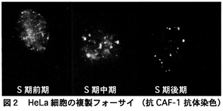 クロモソーム18（赤）と19（緑）の染色体テリトリー