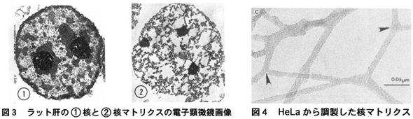 HeLa細胞の複製フォーサイ（抗CAF-1 抗体染色）