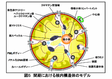 ラット肝の①核と②核マトリクスの電子顕微鏡画像／HeLaから調整した核マトリクス