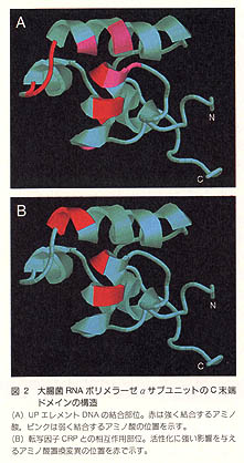 大腸菌RNAポリメラーゼαサブユニットのC末端ドメインの構造