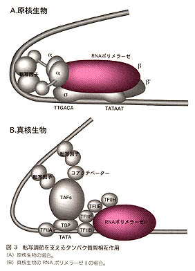 転写調節を支えるタンパク質相互作用