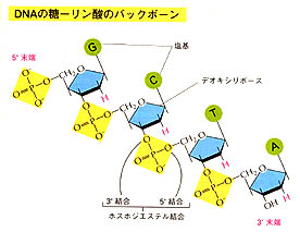 DNAの糖 -リン酸のバックボーン