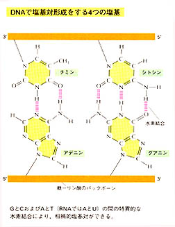 DNAで塩基対形成をする4つの塩基