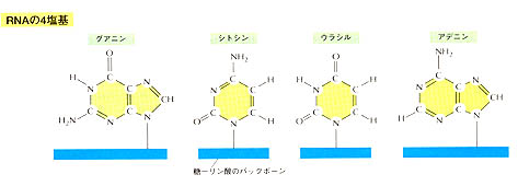 RNAの4塩基