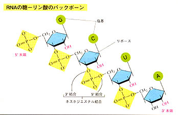 RNAの糖　-リン酸のバックボーン