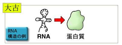 なぜ直接DNAから蛋白質を作らないのか