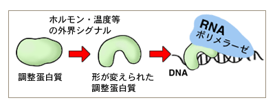 転写をおこなう分子とそのしくみ