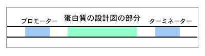 蛋白質の設計図の部分