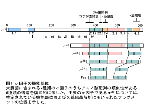 σ因子の機能部位