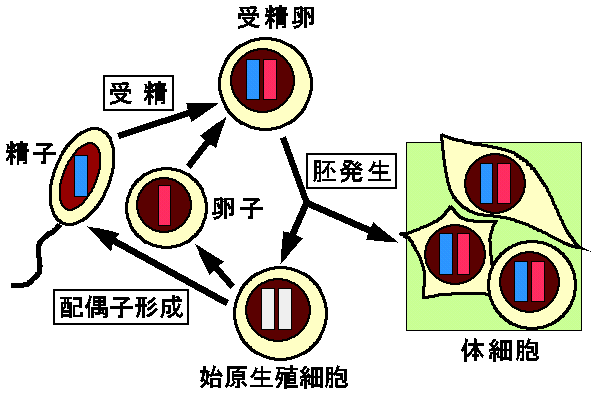 インプリンティングのサイクルを示した模式図