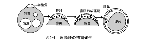 魚類胚の初期発生