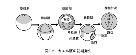 カエル胚の初期発生