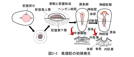 鳥類胚の初期発生