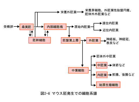 マウス胚発生での細胞系譜