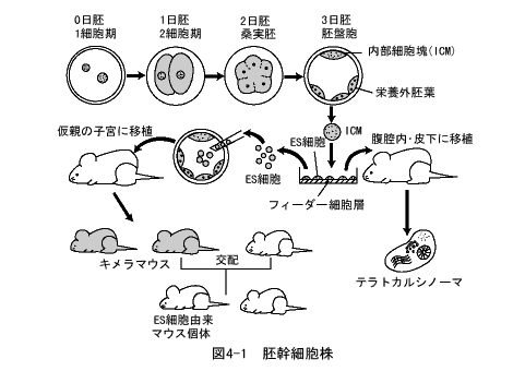 胚幹細胞株