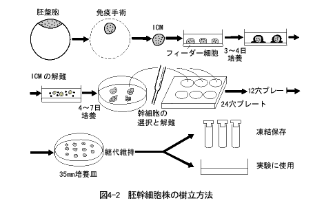 胚幹細胞株の樹立