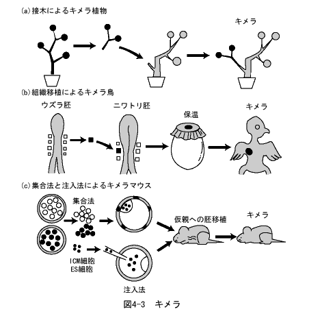 キメラ