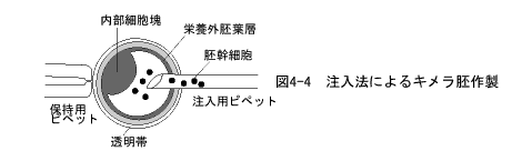 注入法によるキメラ胚作製