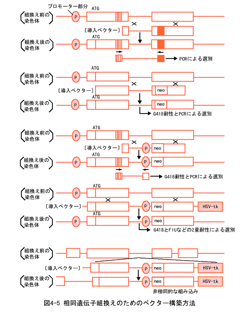 相同遺伝子組換えのためのベクター構築方法