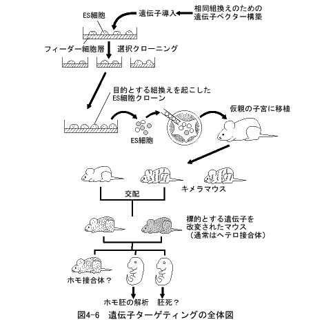 遺伝子ターゲティングの全体図