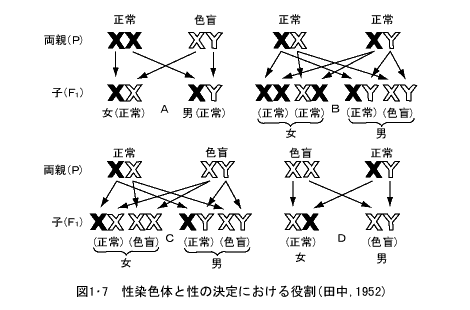 性染色体と性の決定における役割