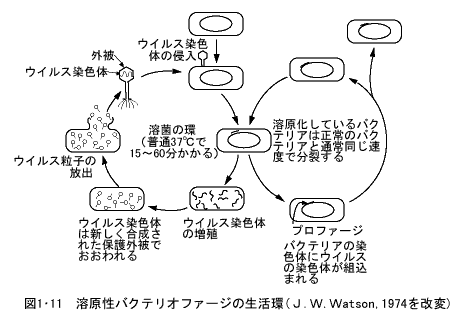 溶原性バクテリアファージの生活環