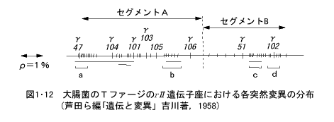 大腸菌のTファジーのγII遺伝子座における各突然変異の分布