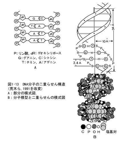 DNA分子の二重らせん構造