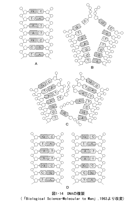 DNAの複製