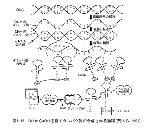 DNAからmRNAを経てタンパク質が合成される過程