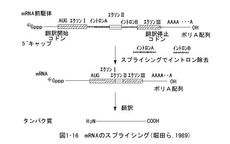 mRNAのスプライシング