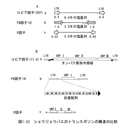 ショウジョウバエのトランスポゾンの構造の比較