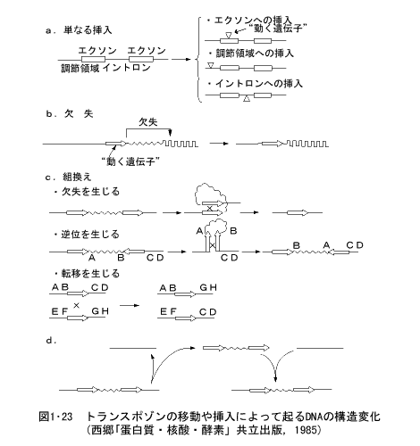 トランスポゾンの移動や挿入によって起るDNAの構造変化