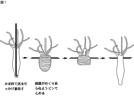 裏返しヒドラ