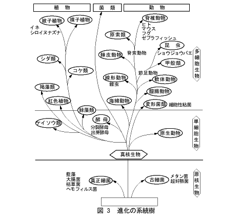 進化の系統樹