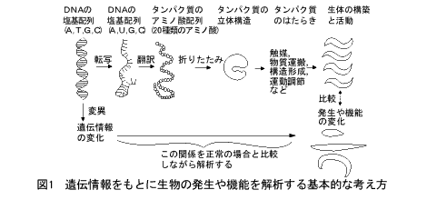 遺伝情報をもとに生物の発生や機能を解析する基本的な考え方