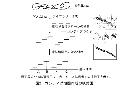 コンティング地図作成の模式図