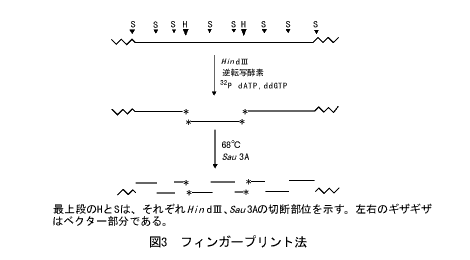 フィンガープリント法