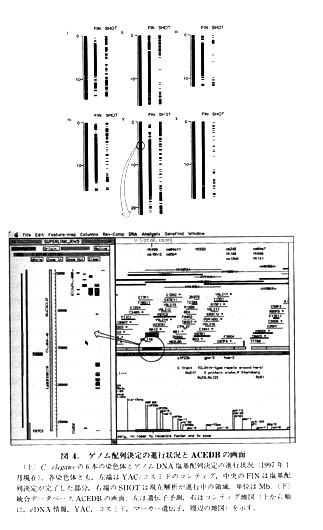 ゲノム配列決定の進行状況とACEDBの略画