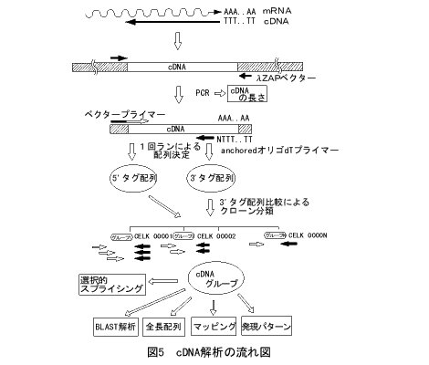 cDNA解析の流れ図